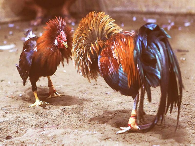 Luật chơi của những trận đá gà hay nhất thế giới 