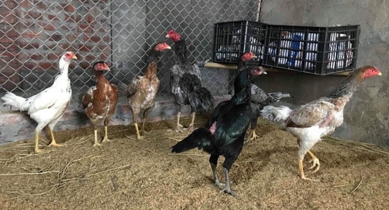 Với gà 6 tháng tuổi thì việc chăm sóc sẽ hơi cực 