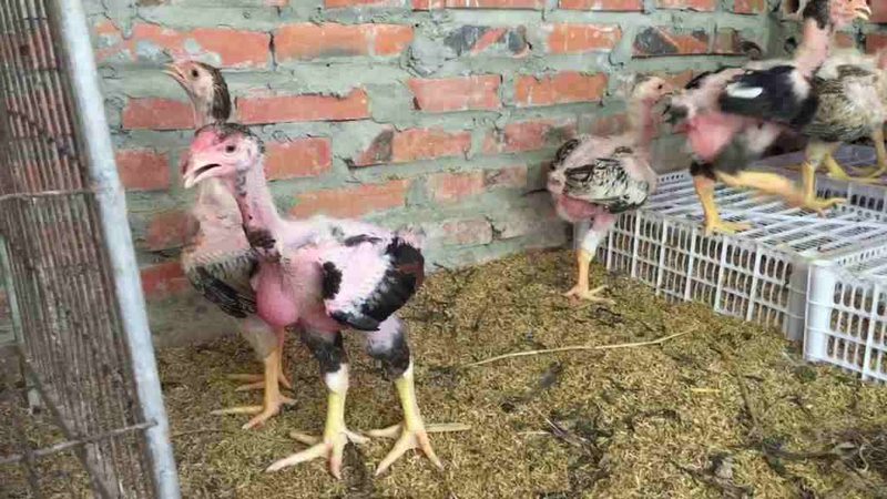 Tỉa lông để tạo dáng cho gà khá quan trọng 