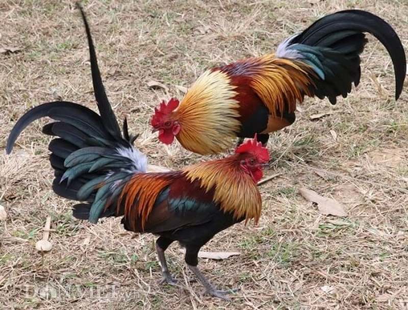 Ba lý do để loại gà này được yêu thích nhất