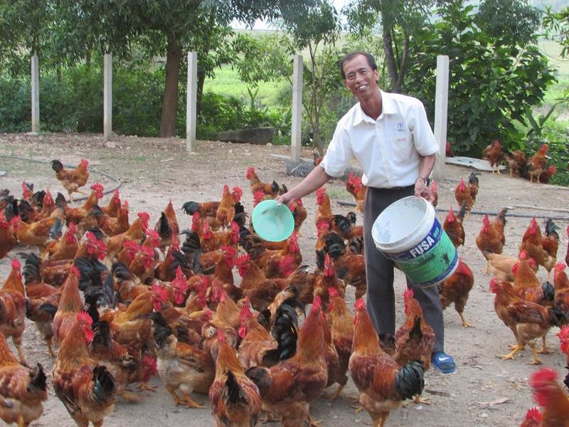 Đặc điểm nhận biết của con gà 3 hàng này là vảy