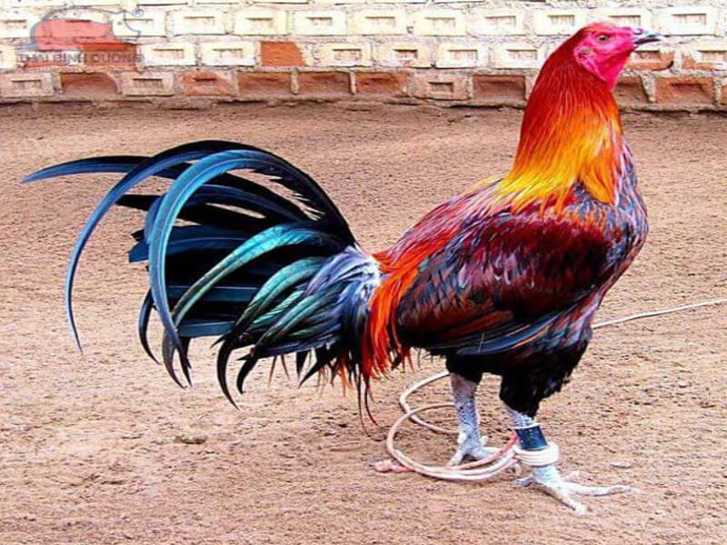 Đặc điểm của giống gà Peru là gì? 
